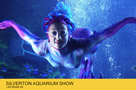 Silverton Aquarium Show